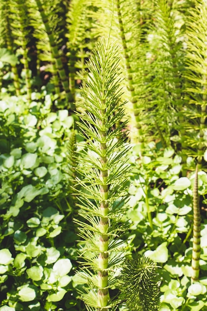 Free Photo horsetail plant in forest