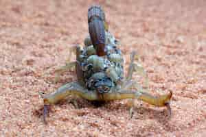 Free photo hottentotta scorpion with babys on body hottentotta scorpion front view