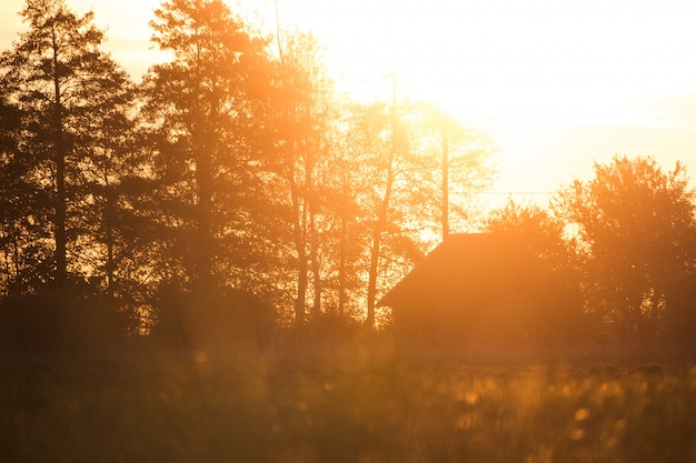 House with tall trees and beautiful sunshine