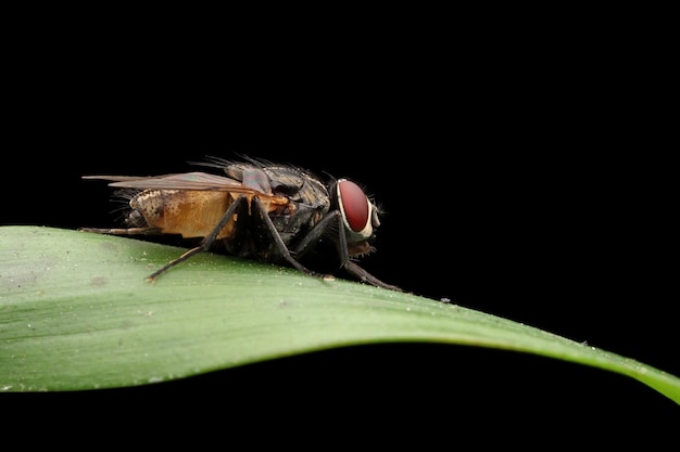 Free photo housefly closeup on green leaves housefly closeup on isolated background