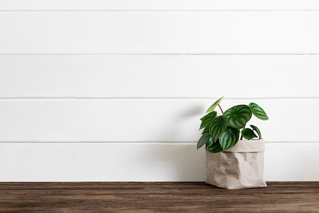 Free Photo houseplant delivery service to home