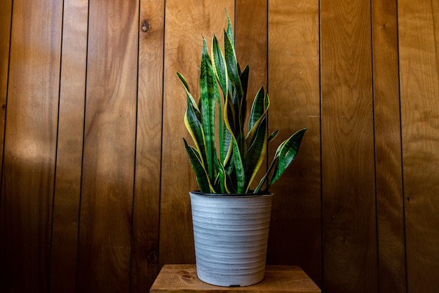 Houseplant with long leaves in a pot against a wooden wall under the lights