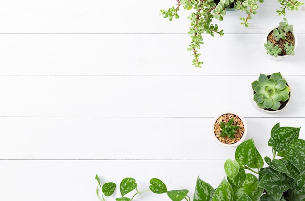 Houseplants border in wooden white background