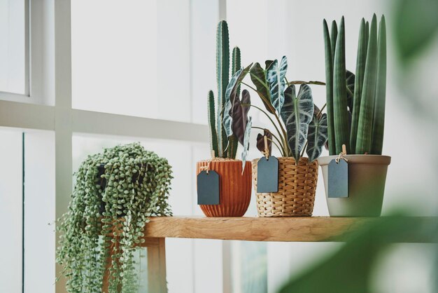 Houseplants in a florist shop