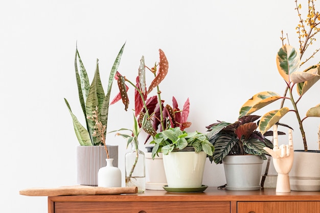 Houseplants on a wooden cabinet