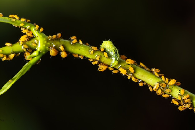 Free photo hover fly syrphidae,larva feeding on aphids aphis nerii.