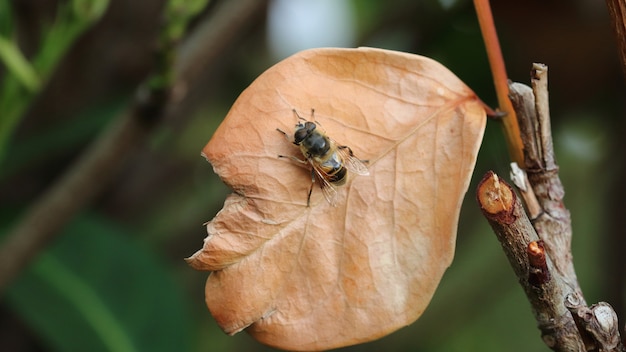 Hoverfly on brown leaf