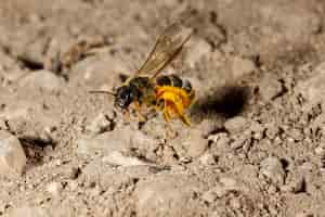 Free photo hovering sweat bee lasioglossum sp., malta