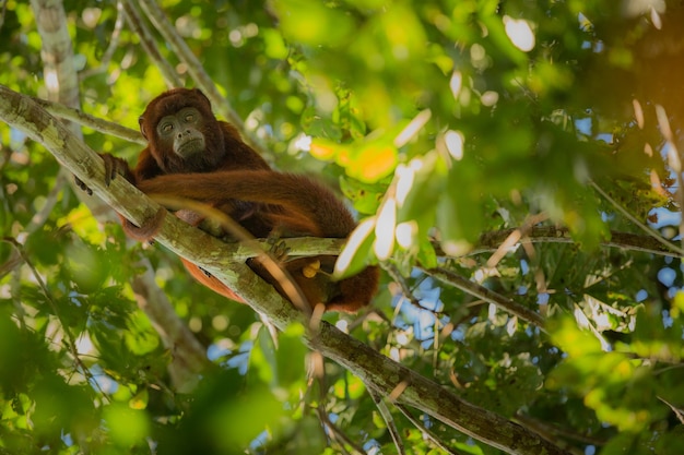 Howler monkey on a tree in the nature