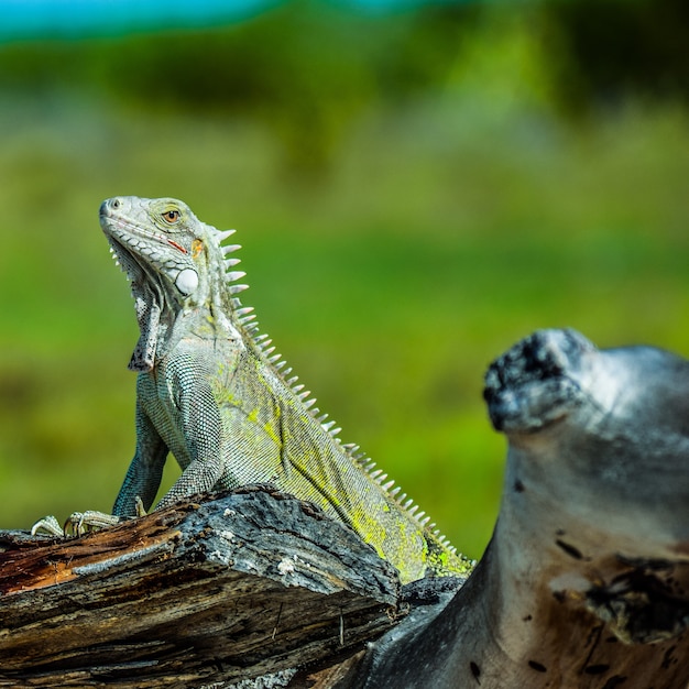 Free Photo huge green lizard on a log in a field