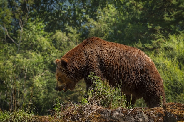 Free Photo huge grizzly strolls along a rocky ridge with his head down and mouth open. surface soft. fur and bear details are sharp