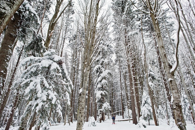 Free photo huge pine trees forest covered by snow majestic winter landscapes