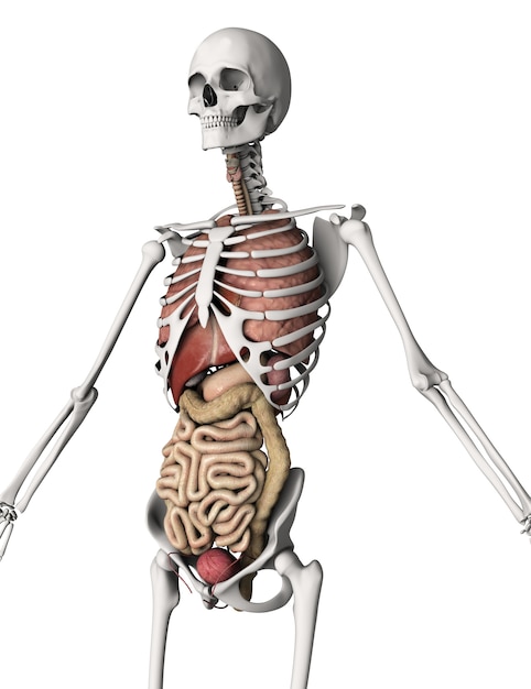 Free photo the human body, bones and organs