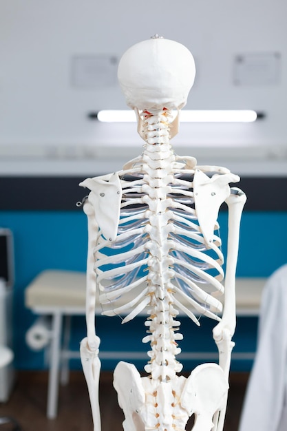 Free photo human body skeleton standing in empty hospital office with nobody in it during osteopathy consultation used as medical equipment. back shot of anatomical structure. health care support services