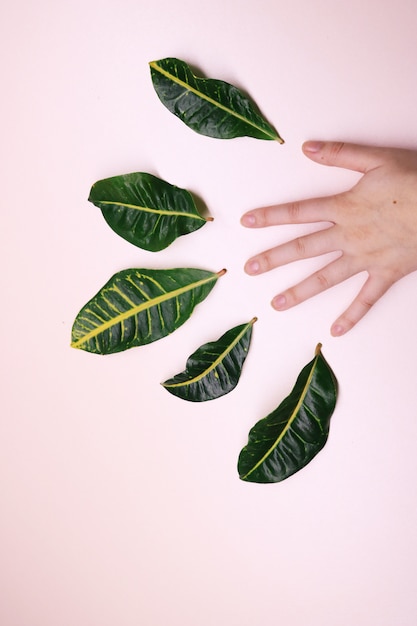 Free photo human hand and five leaves on white surface