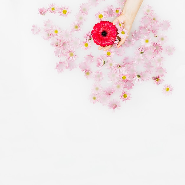 Free Photo human hand holding red and pink flowers over white surface