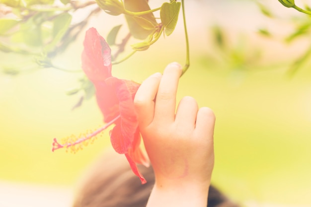 Free Photo human hand with beautiful red flower