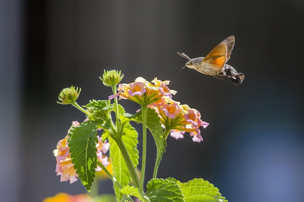 Free Photo hummingbird flying next to flower