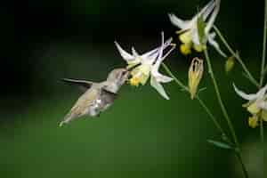 Free photo hummingbird flying to the white narcissus flowers