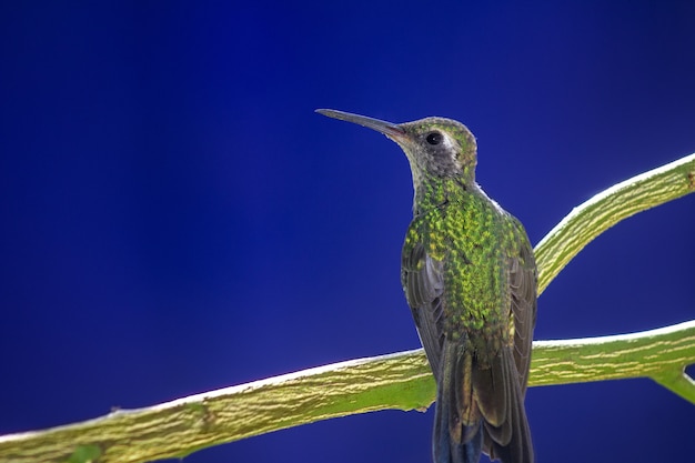 Free photo hummingbird perched on a tree branch on blue