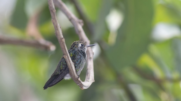 Free photo hummingbird perched on tree branch