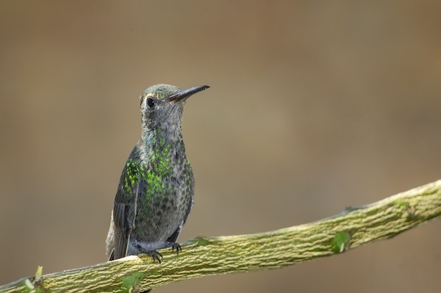 Free photo hummingbird perched on tree branch