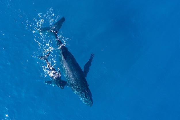 Humpback whales photographed from above with aerial drone off the coast of Kapalua, Hawaii