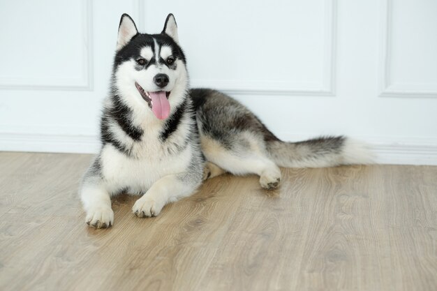 Husky dog lying down