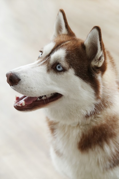 Free Photo husky dog portrait