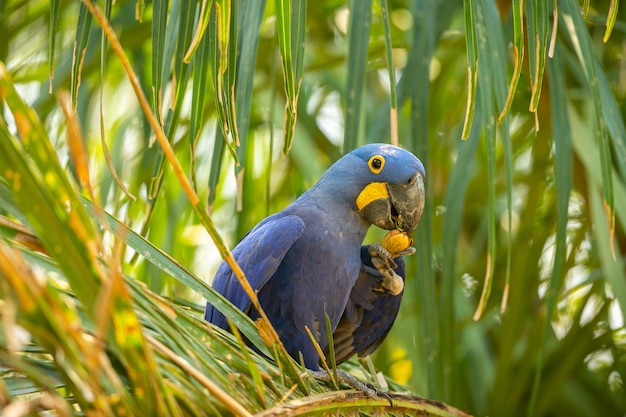 Free Photo hyacinth macaw close up on a palm tree in the nature habitat