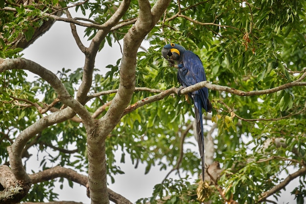 Hyacinth macaw on a palm tree in the nature habitat