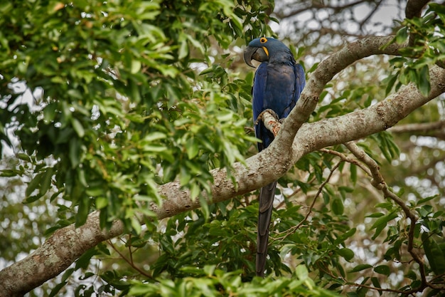 Hyacinth macaw on a palm tree in the nature habitat