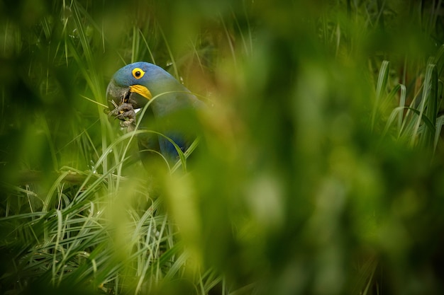 Free photo hyacinth macaw on a palm tree in the nature habitat