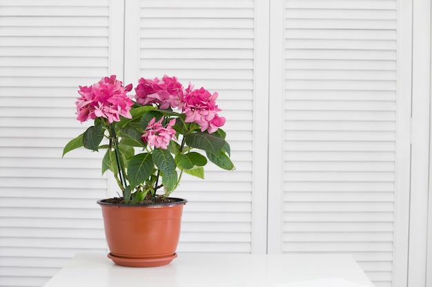 Free photo hydrangea flower in the vase over white shutters