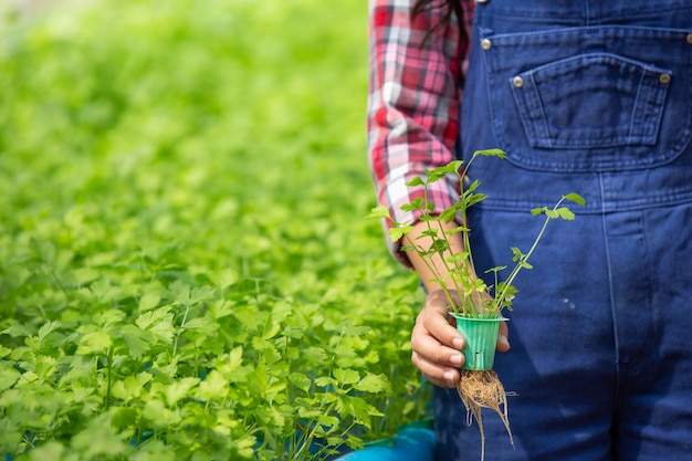 Free photo hydroponics system, planting vegetables and herbs without using soil for health