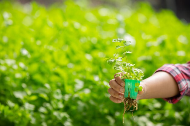 Hydroponics system, planting vegetables and herbs without using soil for health