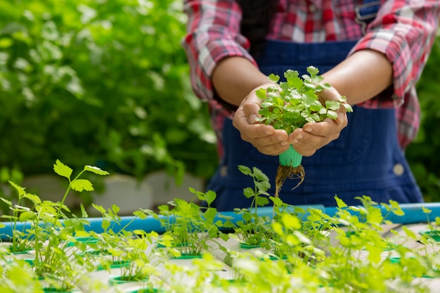 Hydroponics system, planting vegetables and herbs without using soil for health