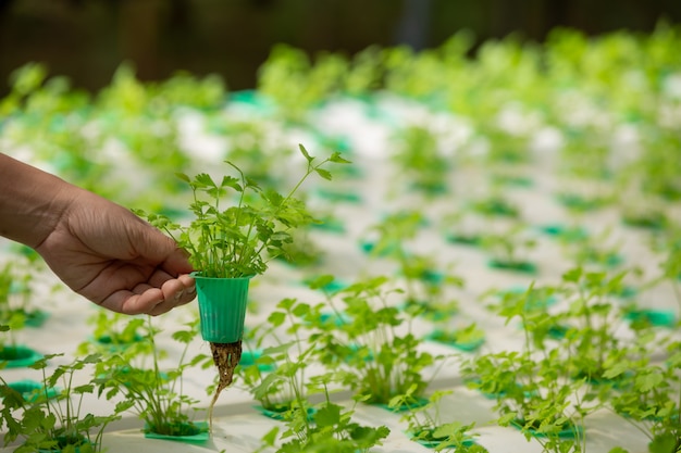 Hydroponics system, planting vegetables and herbs without using soil for health