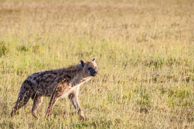 Free photo hyena at the plains