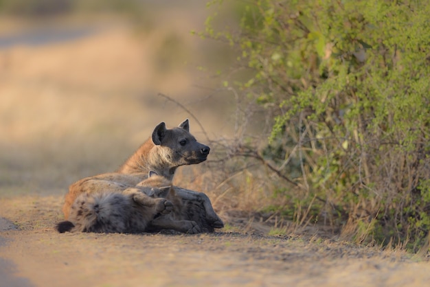 Hyenas laying down on the round