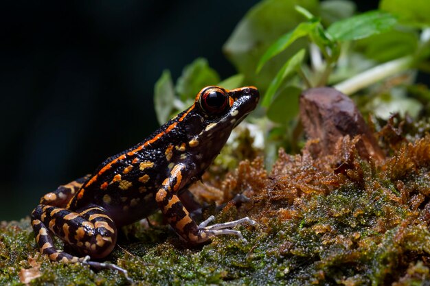 Hylarana picturata frog closeup on moss