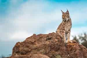 Free photo iberian lynx perched on a rock and looking towards the horizon