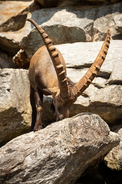 Free photo ibex fight in the rocky mountain area wild animals in captivity two males fighting for females