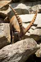 Free photo ibex fight in the rocky mountain area wild animals in captivity two males fighting for females