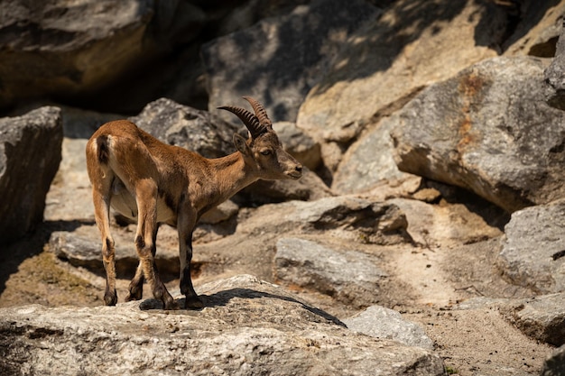 Free photo ibex fight in the rocky mountain area wild animals in captivity two males fighting for females