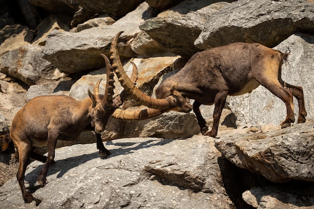 Free photo ibex fight in the rocky mountain area wild animals in captivity two males fighting for females