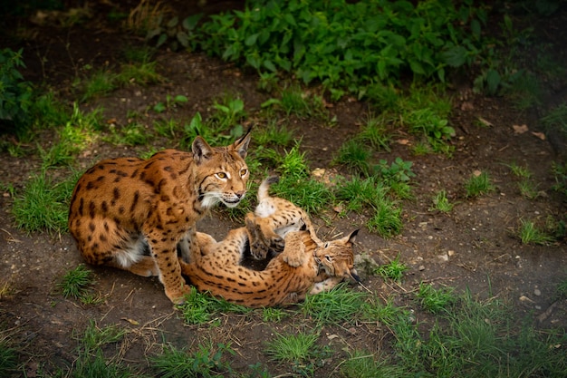 Ibex fight in the rocky mountain area Wild animals in captivity Two males fighting for females