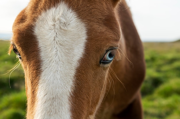 Free photo iceland landscape of beautiful stallion