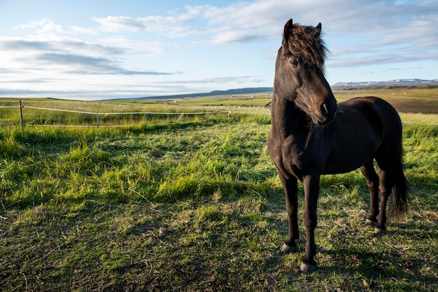 Iceland landscape of beautiful stallion