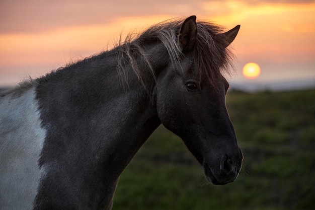 Free photo iceland landscape of beautiful stallion